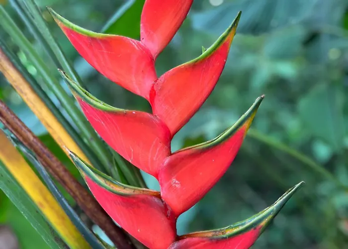 Paradizio *